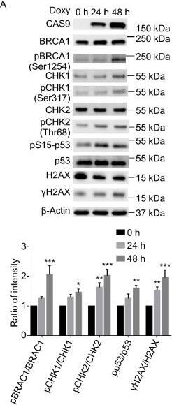 CRISPR-Cas9 Antibody