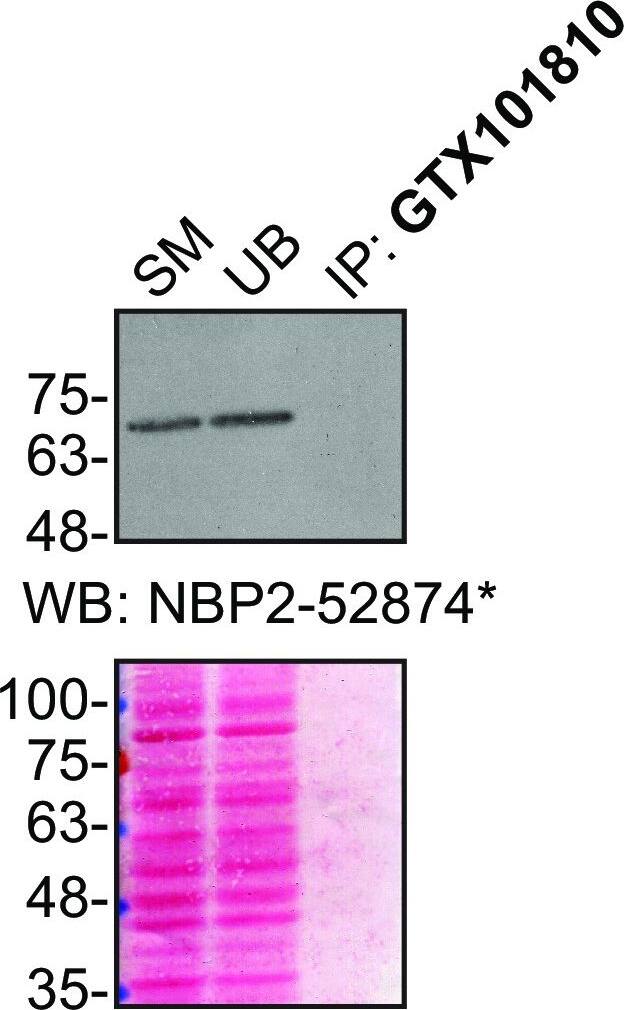 FUS Antibody (CL0190) - BSA Free