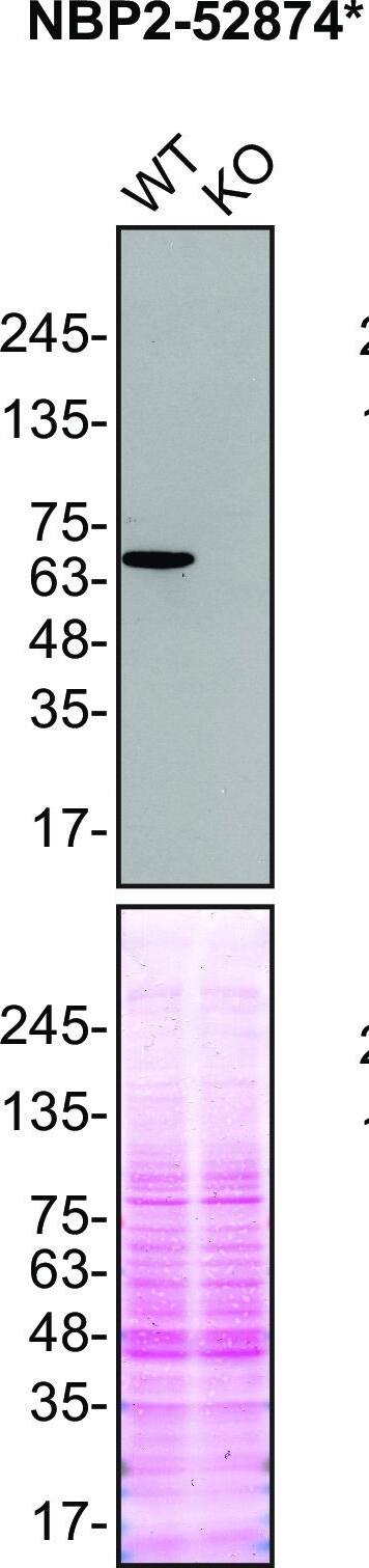 FUS Antibody (CL0190) - BSA Free