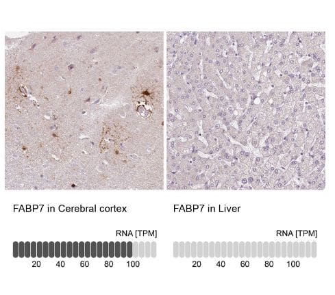 FABP7/B-FABP Antibody (CL0236) FABP7/B-FABP Antibody (CL0236)