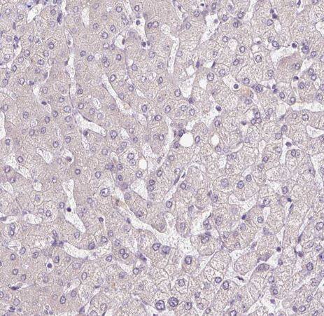 FABP7/B-FABP Antibody (CL0236) FABP7/B-FABP Antibody (CL0236)