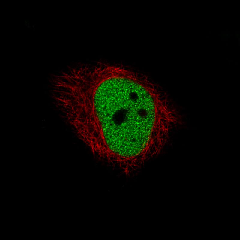 HDAC1 Antibody (CL0510) - BSA Free Immunocytochemistry/ Immunofluorescence: HDAC1 Antibody (CL0510) [NBP2-52937]