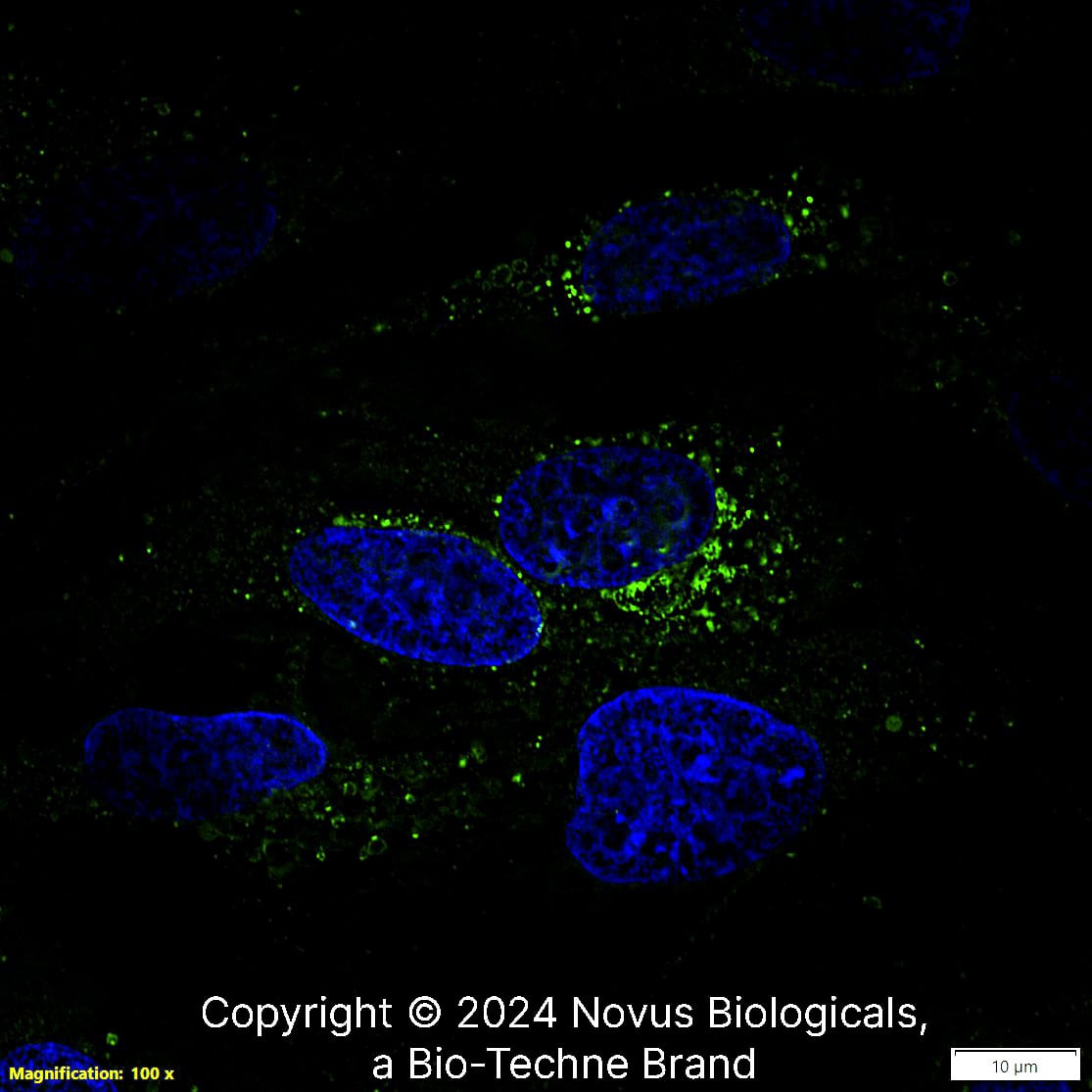 Apolipoprotein A-I/ApoA1 Antibody [Alexa Fluor® 488]