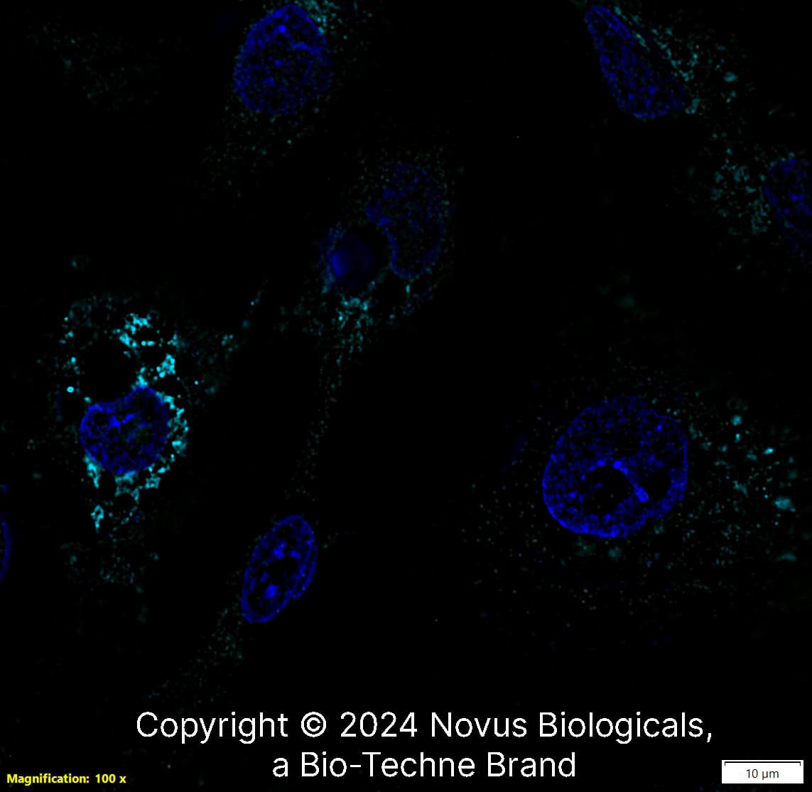 Apolipoprotein A-I/ApoA1 Antibody [Alexa Fluor® 647]