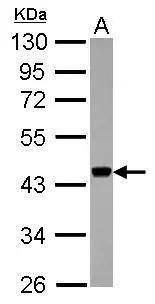 APOBEC3G Antibody - BSA Free