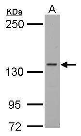 RPB2 Antibody - BSA Free