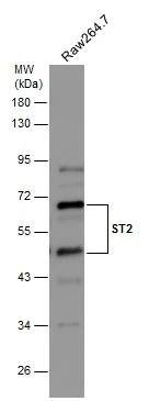 ST2/IL-33R Antibody - BSA Free