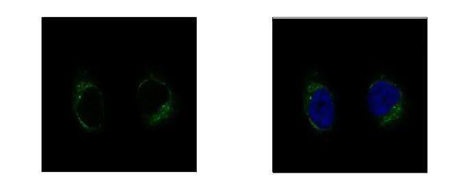 TUBGCP2 Antibody - BSA Free