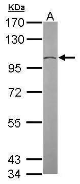 TUBGCP2 Antibody - BSA Free