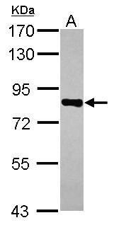 CD2AP Antibody