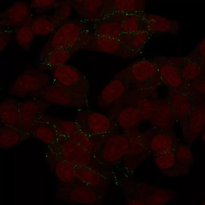 N-Cadherin Antibody (8C11) Immunocytochemistry/ Immunofluorescence: N-Cadherin Antibody (8C11) [NBP2-53321] -