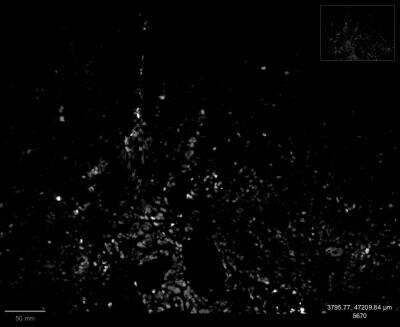 SOX2 Antibody (SOX2/1792)