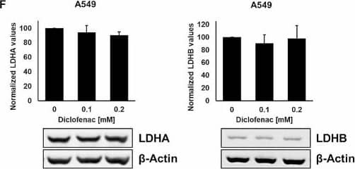 Lactate Dehydrogenase B Antibody - BSA Free