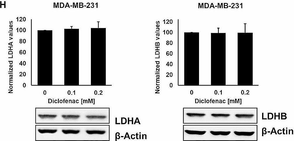 Lactate Dehydrogenase B Antibody - BSA Free