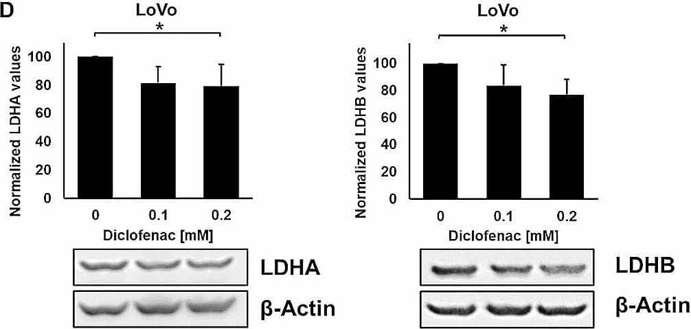Lactate Dehydrogenase B Antibody - BSA Free