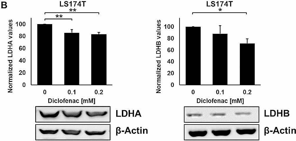 Lactate Dehydrogenase B Antibody - BSA Free