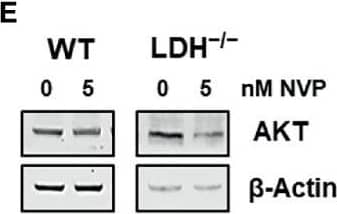 Lactate Dehydrogenase B Antibody - BSA Free