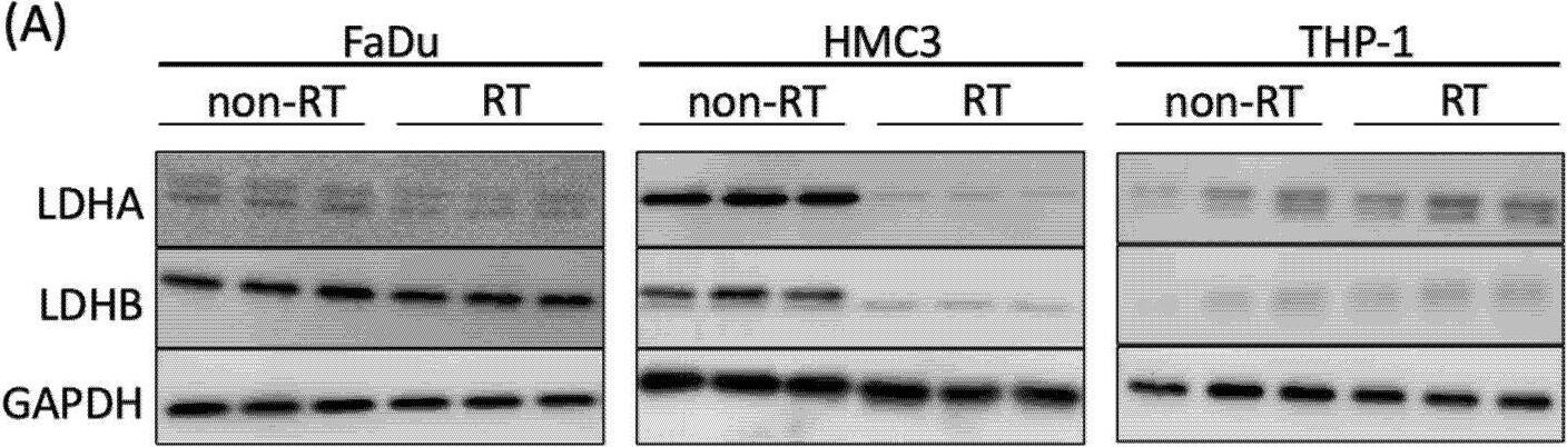 Lactate Dehydrogenase B Antibody - BSA Free