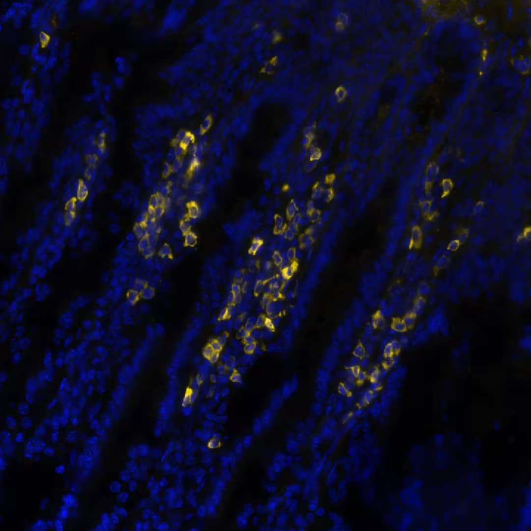 CD3 epsilon Antibody (C3e/1308) - Azide and BSA Free CD3 epsilon Antibody (C3e/1308)