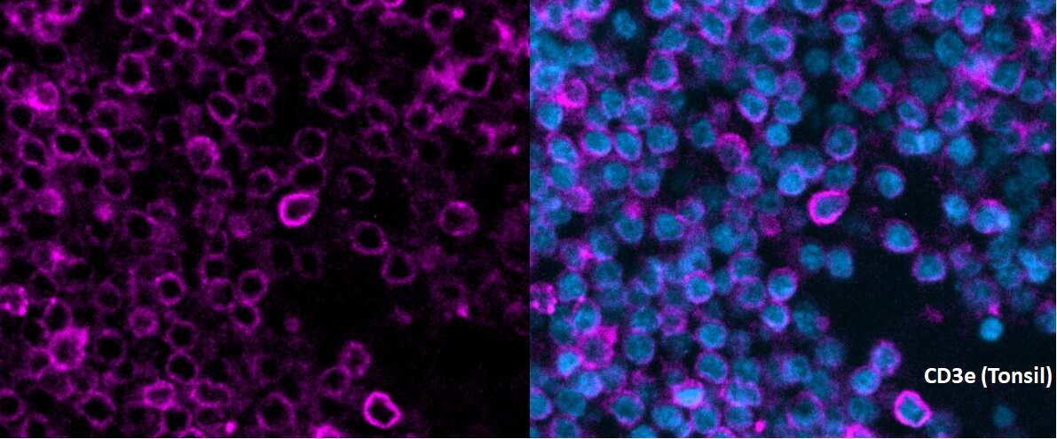 CD3 epsilon Antibody (C3e/1308) [Alexa Fluor® 647]