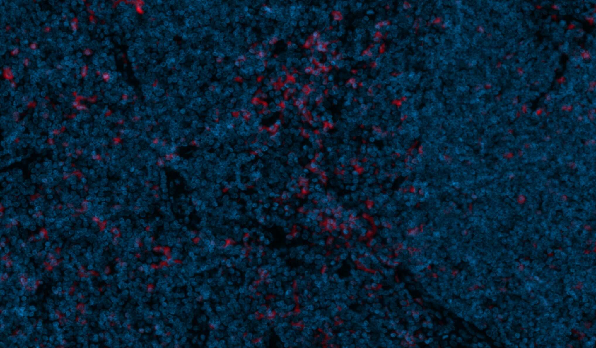 CD11c Antibody (ITGAX/1243) [Alexa Fluor® 750]