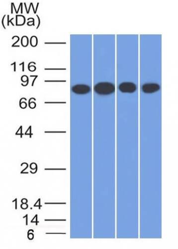 TfR (Transferrin R) Antibody (TFRC/1817) - Azide and BSA Free Western Blot: TfR (Transferrin R) Antibody (TFRC/1817) - Azide and BSA Free [NBP2-54467] -
