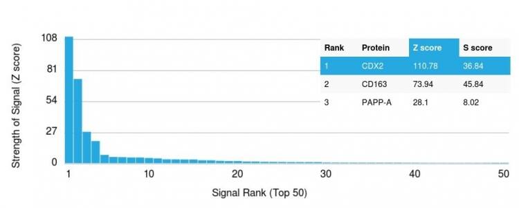 CDX2 Antibody (CDX2/1690) - Azide and BSA Free Protein Array: CDX2 Antibody (CDX2/1690) - Azide and BSA Free [NBP2-54472] -