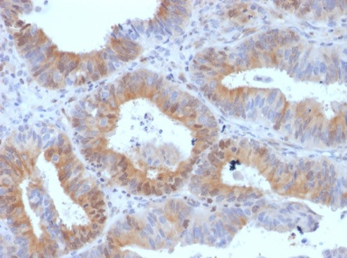 LHR Antibody (LHCGR/1417) - Azide and BSA Free
