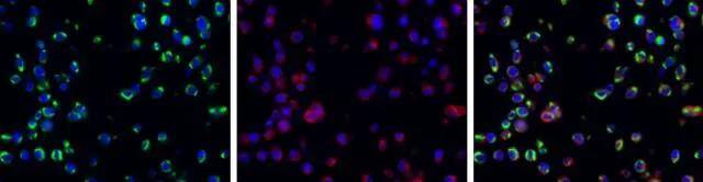 Dengue Virus NS1 protein Antibody - BSA Free