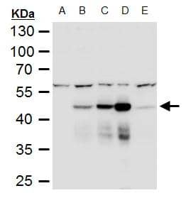 Dengue Virus NS1 protein Antibody - BSA Free