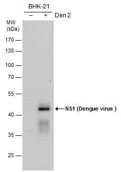 Dengue Virus NS1 protein Antibody - BSA Free