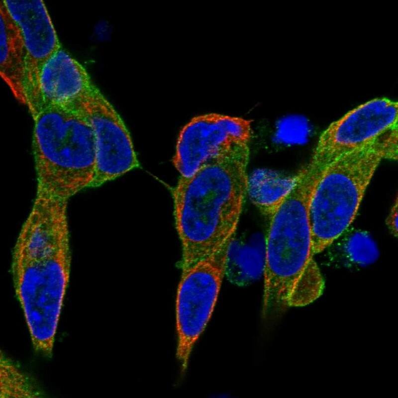 GAP-43 Antibody - BSA Free Immunocytochemistry/ Immunofluorescence: GAP-43 Antibody [NBP2-54668]