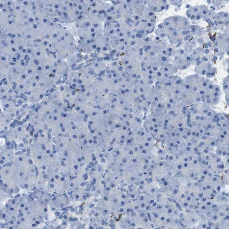 GAP-43 Antibody - BSA Free Immunohistochemistry-Paraffin: GAP-43 Antibody [NBP2-54671]