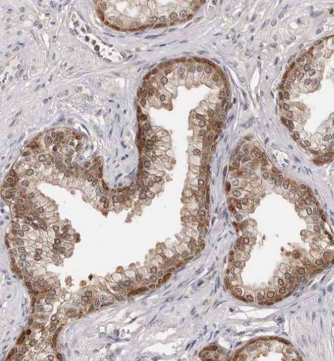 14-3-3 gamma Antibody - BSA Free