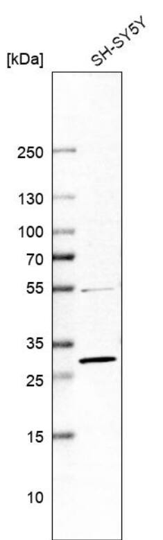 14-3-3 gamma Antibody - BSA Free