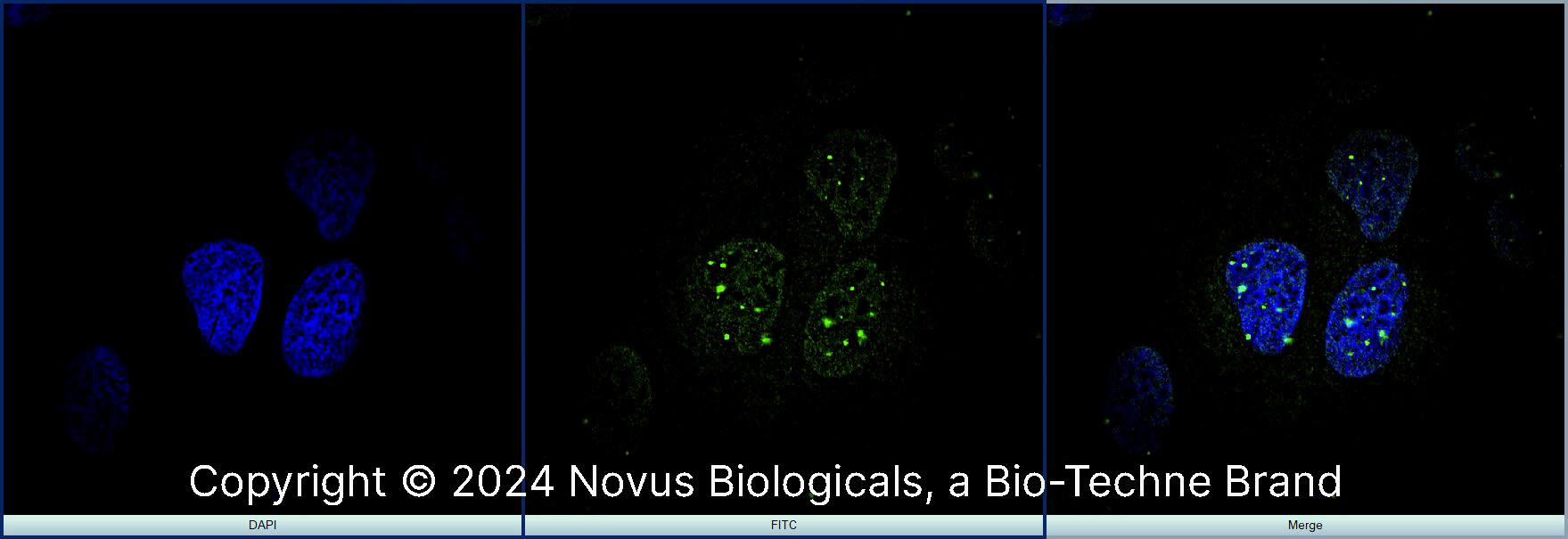 53BP1 Antibody (1285C) - BSA Free