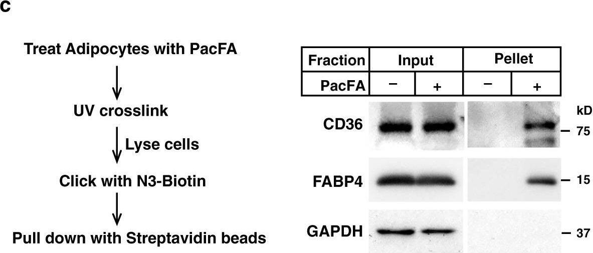 CD36 Antibody (1283D) - BSA Free