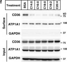 CD36 Antibody (1283D) - BSA Free