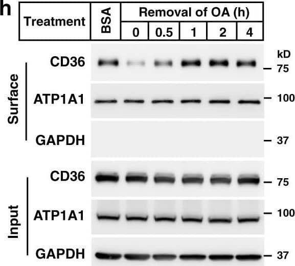 CD36 Antibody (1283D) - BSA Free