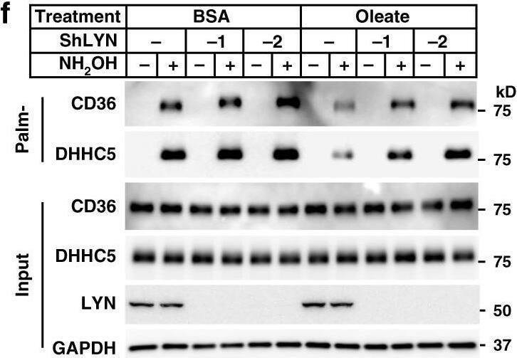 CD36 Antibody (1283D) - BSA Free