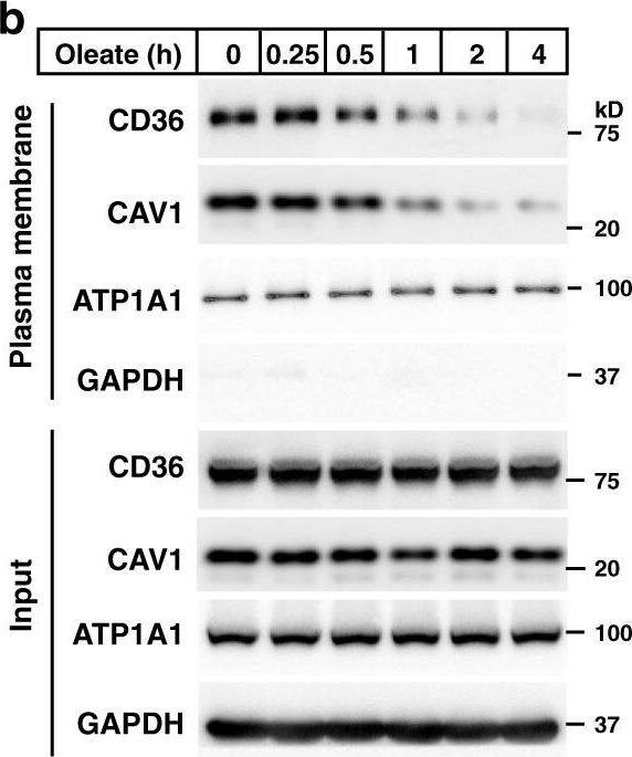 CD36 Antibody (1283D) - BSA Free