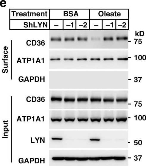 CD36 Antibody (1283D) - BSA Free