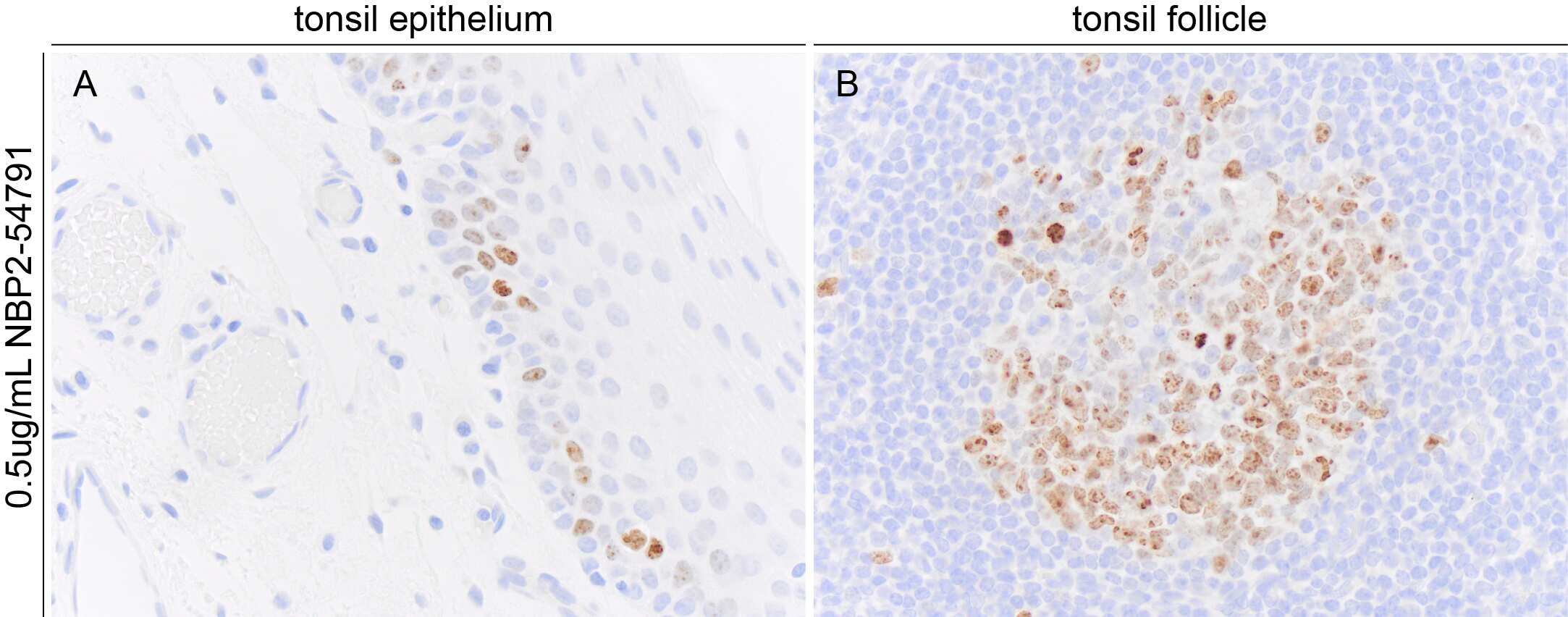 Ki67/MKI67 Antibody (1297A) - BSA Free