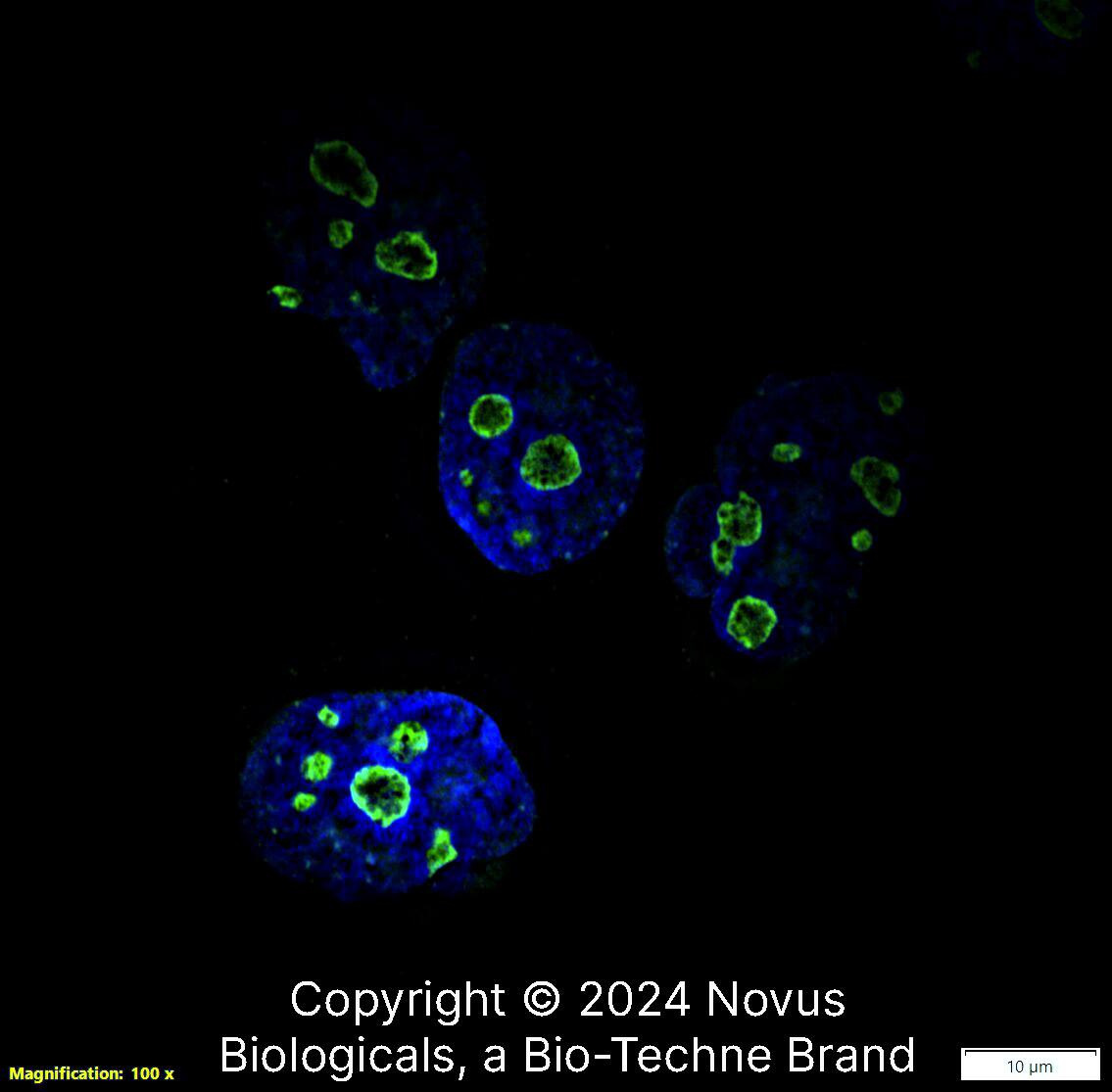 Ki67/MKI67 Antibody (1297A) [Alexa Fluor® 488]