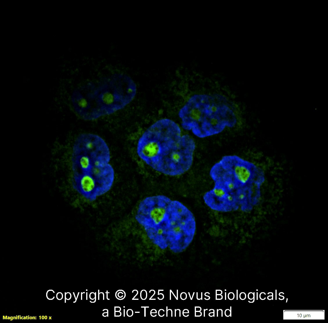 Ki67/MKI67 Antibody (1297A) [FITC]