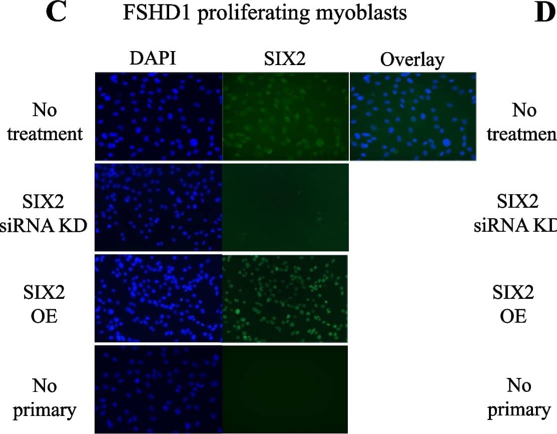 SIX2 Antibody - BSA Free