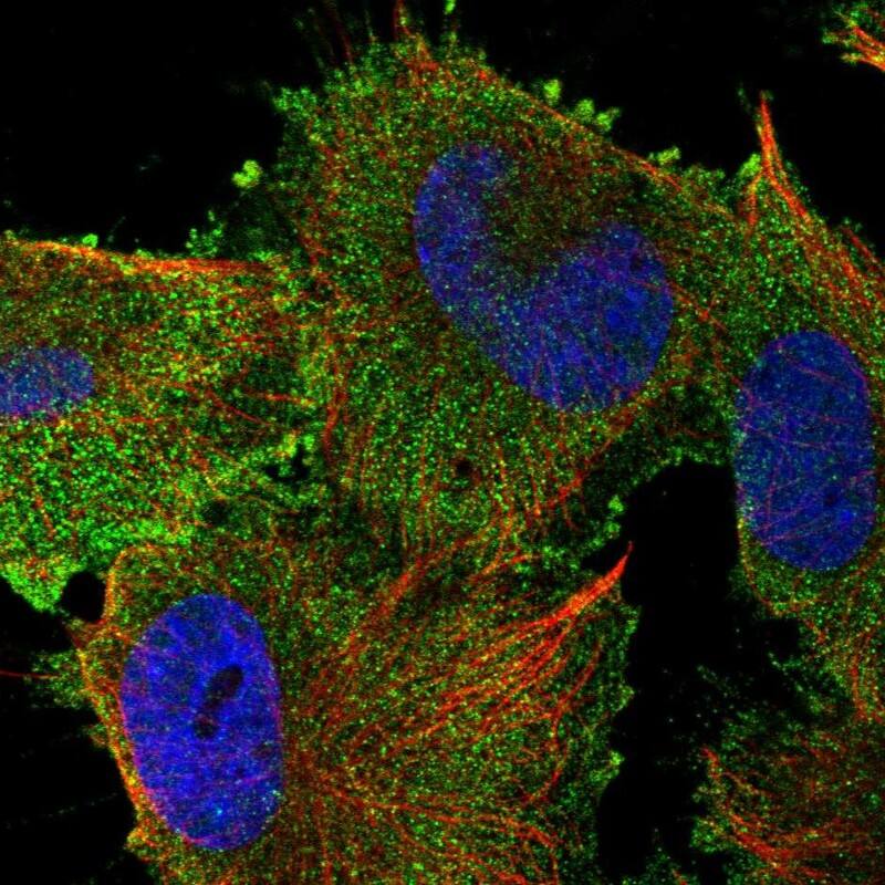 SPG20 Antibody - BSA Free Immunocytochemistry/ Immunofluorescence: SPG20 Antibody [NBP2-54942]