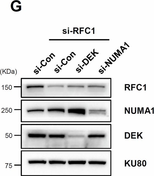 RFC1 Antibody - BSA Free