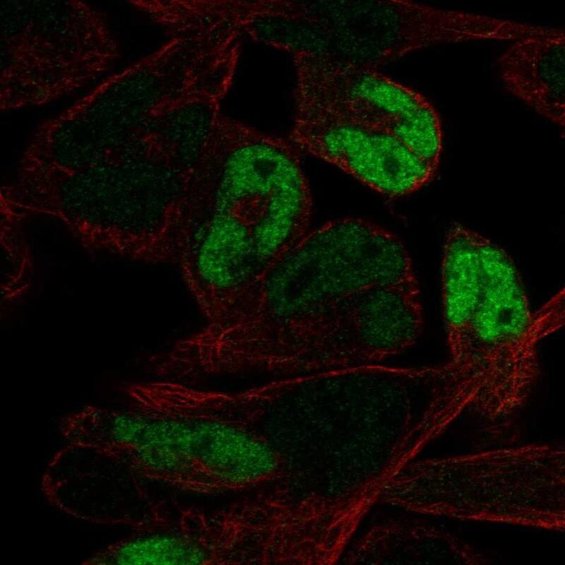 Myogenin Antibody - BSA Free Immunocytochemistry/ Immunofluorescence: Myogenin Antibody [NBP2-54972]