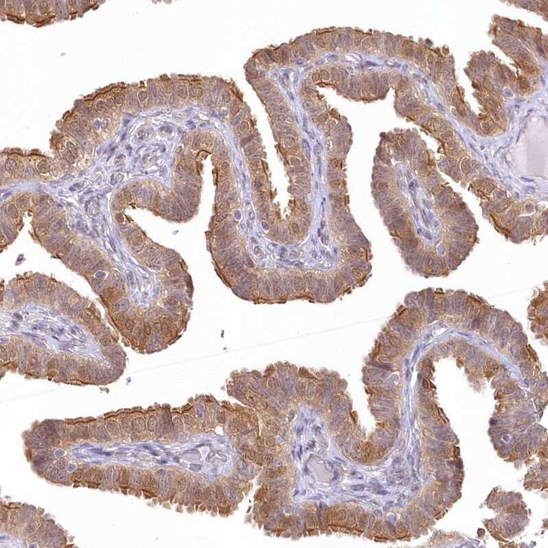 Aminopeptidase B/RNPEP Antibody - BSA Free Immunohistochemistry-Paraffin: Aminopeptidase B/RNPEP Antibody [NBP2-54975]